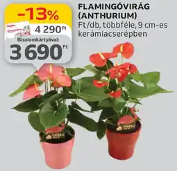 Auchan Flamingóvirág ajánlat