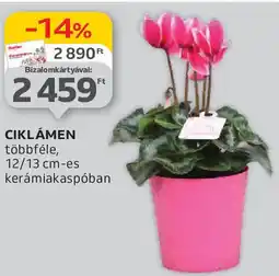 Auchan Ciklámen ajánlat