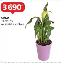 Auchan Kála ajánlat