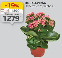 Auchan Korallvirág ajánlat