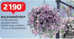 Auchan Balkonnövény ajánlat