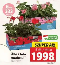 Lidl Álló / futó muskátli ajánlat