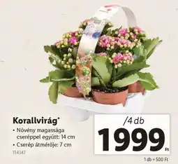 Lidl Korallvirág ajánlat
