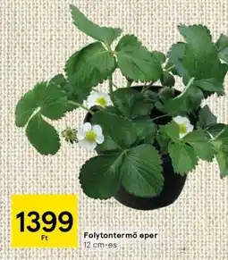 Tesco Folytontermő eper ajánlat