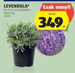 ALDI Levendula ajánlat