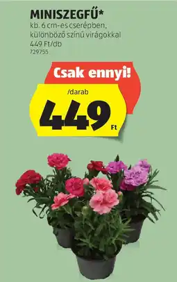 ALDI Miniszegfű ajánlat