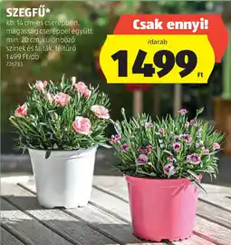 ALDI Szegfű ajánlat