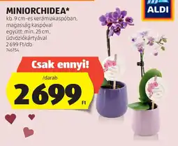 ALDI Miniorchidea ajánlat
