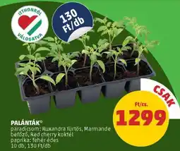 PENNY Palánták ajánlat