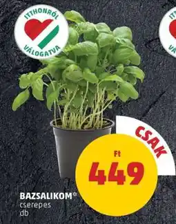 PENNY Bazsalikom ajánlat