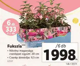 Lidl Fukszia ajánlat