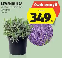 ALDI Levendula ajánlat