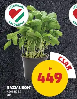 PENNY Bazsalikom ajánlat