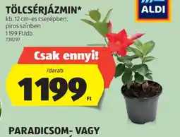 ALDI Tölcsérjázmin ajánlat