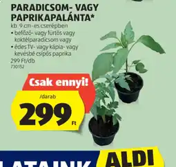 ALDI Paradicsom- vagy paprikapalánta ajánlat