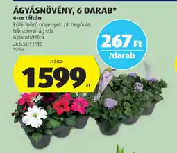 ALDI Ágyásnövény ajánlat