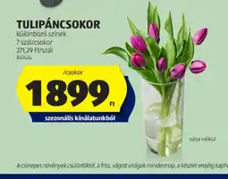 ALDI Tulipáncsokor ajánlat