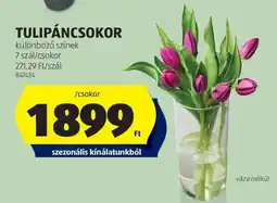 ALDI Tulipáncsokor ajánlat