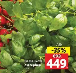 Lidl Bazsalikom cserépben ajánlat