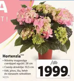Lidl Hortenzia ajánlat