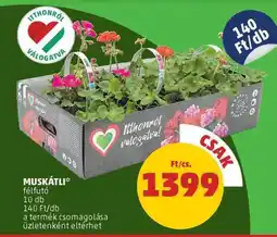 PENNY Muskátli ajánlat