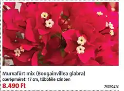 Bauhaus Murvafürt mix ajánlat