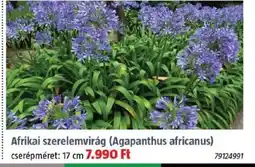 Bauhaus Afrikai szerelemvirág ajánlat