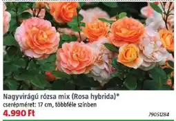 Bauhaus Nagyvirágú rózsa mix ajánlat