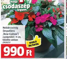 Bauhaus Nebáncsvirág (impatiens ,new guinea') ajánlat