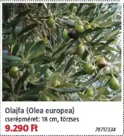 Bauhaus Olajfa ajánlat