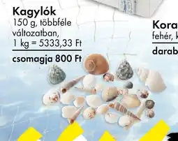 Tedi Kagylók ajánlat