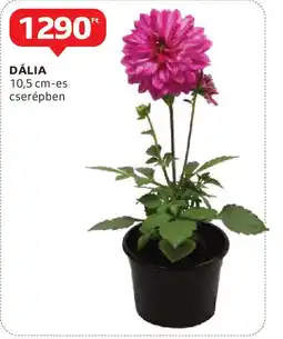 Auchan Dália ajánlat