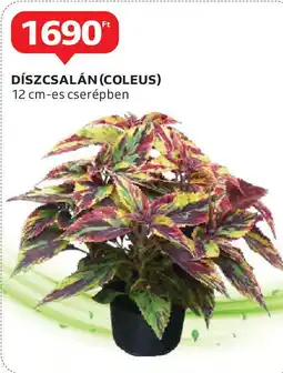 Auchan Díszcsalán ajánlat