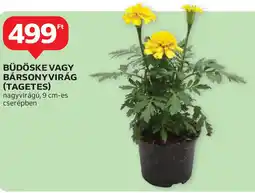 Auchan Büdöske vagy bársonyvirág ajánlat