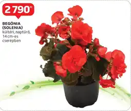 Auchan Begónia ajánlat