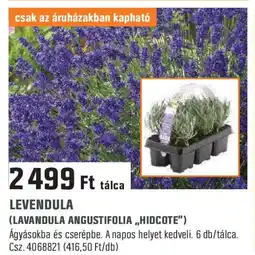 Obi Levendula ajánlat