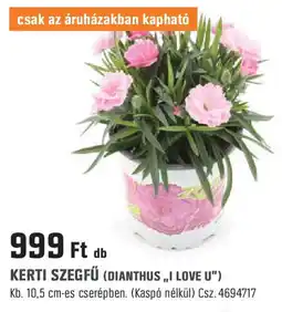 Obi Kerti szegfű ajánlat