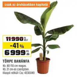 Obi Törpe banánfa ajánlat