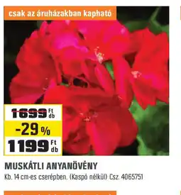 Obi Muskátli anyanövény ajánlat