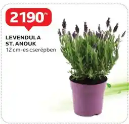Auchan Levendula St. Anouk ajánlat