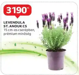 Auchan LEVENDULA ST. ANOUK CS ajánlat