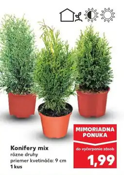 Kaufland SK Konifery mix ajánlat