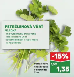 Kaufland SK Petržlenová vňať hladká v kvetináči ajánlat