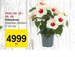 Tesco Hibiszkusz ajánlat