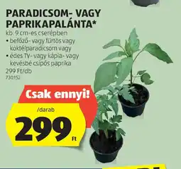 ALDI Paradicsom- vagy paprikapalánta ajánlat