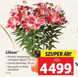 Lidl Liliom ajánlat