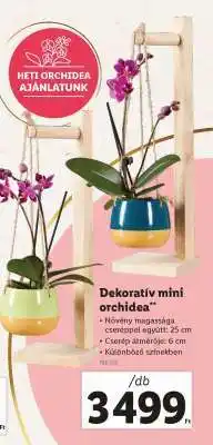 Lidl Dekoratív mini orchidea ajánlat
