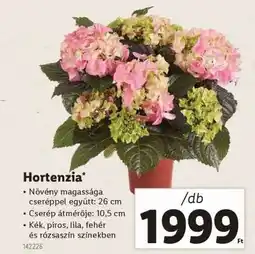 Lidl Hortenzia ajánlat
