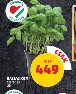 PENNY Bazsalikom ajánlat