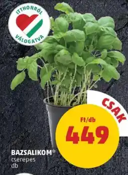 PENNY Bazsalikom ajánlat